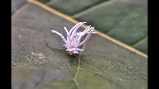 Plant Hopper (Flatidae) nymph..! പ്രാണി ലോകത്തെ കുഞ്ഞു മാലാഖ❤