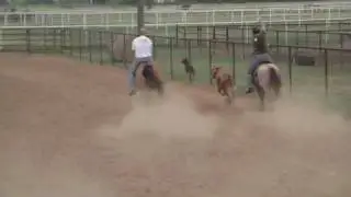 Team Roping Horses For Sale- JD Tadlock