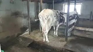 #СТОИЛО ДЛЯ МАЛЕНЬКИХ ТЕЛЯТ#ЧТО БЫ ПОД СЕБЯ НЕ ГАДИЛИ#
