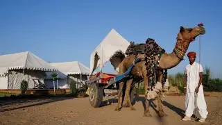 Camel Safari : Pushkar Rajasthan [May 23] #travel #camel #rajasthan #nature #pushkar #safari