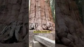 World&rsquo;s Largest Tree? 🌲 The General Sherman Tree Will Blow Your Mind! #sequoia #naturelovers