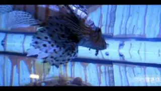 Children's Aquarium at Fair Park - Dallas