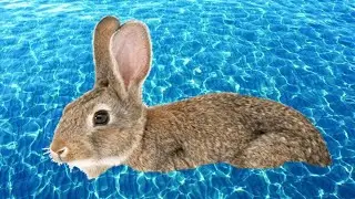 Can Rabbits Swim? Is It Safe, and Do They Like It?