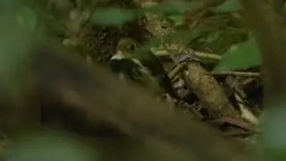 Estalador (Corythopis delalandi)