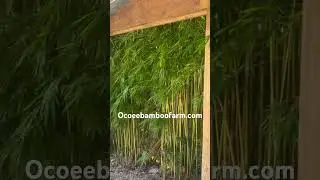 Privacy Plant Installer Near Orlando Florida - North Florida - South Florida Service 407-777-4807