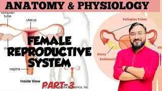 Female Reproductive System | Part-3 | Ovary | Ovarian Follicle Stages | Anatomy & Physiology