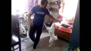 my cute dog dance with me  ☺