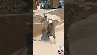 Pitbull vs Local Dog Fight &ndash; Strength & Survival Instincts! 🐕🔥