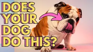 SIGNS Your Dog is STRESSED (And How to FIX IT!)