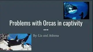 Problems with Orcas in Captivity