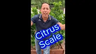 98.33% of the time GET RID OF CITRUS SCALE THE BEST WAY Backyard  PEST CONTROL, What is Scale?