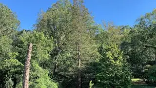 Beautiful Coast Redwoods at the U.S. National Arboretum in Washington, D.C.