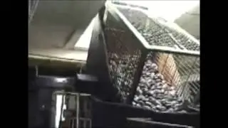 BOB DOXSEE'S SEA CLAM PROCESSING PLANT