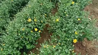 sent Yellow farming Denkanikotta