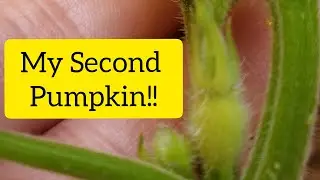 Found Another Pumpkin || Micro Garden Zone 9B