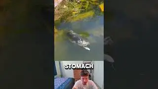ГИГАНТСКИЙ ОКУНЬ съел всю еду!