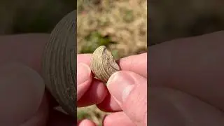Ancient Sea Scallop!!! #shorts #rockhounding #fossils