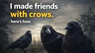 How To Make Friends With Crows | Crow Behavior With Humans