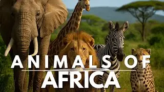 Wildlife of Africa: Meet the Most Amazing Animals on the Continent