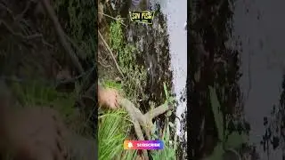 Dapat Bulus Monster ##sinfish #shorts #mancing #viral #trending #fyp #yearofyou