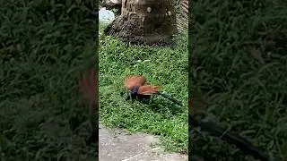 Greater Coucal (Chemboth / Mahokh) in search of Food #nature #wildlife