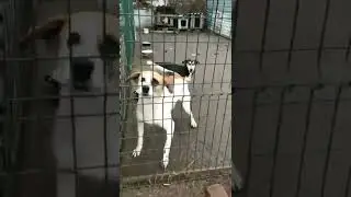 Vida por una caricia... Gorlovka priyut / Горловский приют для бездомных животных