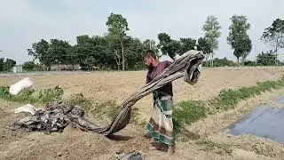 Agriculture Organization_ কৃষকেরা হাসিমুখে মালচিং এর কাজ করতেছে অনেক ভালো লাগলো | MD RAKIBUL ISLAM