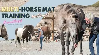 Training multiple horses with the help of mats