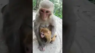 Baby Monkey You Must Watch With Creative Trap #Monkey #BabyMonkey #ShortVideos #EP331