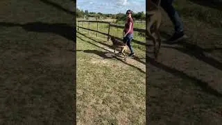 The Main Reason Dogs Have Poor RECALL!!