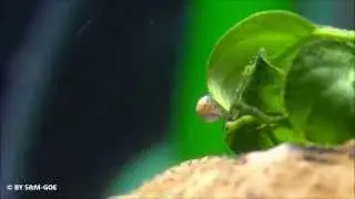 Junge Zebra-Apfelschnecke ( Asolene spixi )