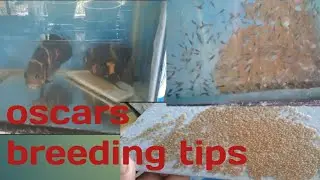 how to breed oscar fish/legit#oscar fish#breeding oscar 100%