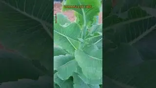 🌈Romaine Lettuce Bolting 🌱 || Seed Collection Tips | Main ingredient in Caesar salad #Cos lettuce 🌱🍃