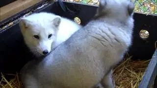 Arctic Fox Attacks Camera- Predators of the Heart