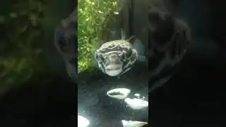 Brushing my MBU Pufferfish&rsquo;s teeth #shorts
