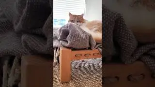 🐾 Handmade Pet Bed | Natural Comfort for Your Furry Friend #shorts #catlover #catbed #wooddesigner