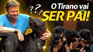 MEU CANE CORSO TIRANO VAI SER PAI! | A CASA DOS BICHOS