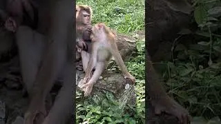 A Truly Loving Mother! Luna Nurtures Her Newborn Lynx and Another Monkey #24