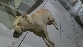 Bro is running after his dreams !!!