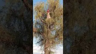 Каковы преимущества овощного сангри?