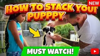 How to properly stack your puppy
