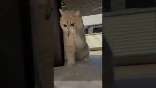 Tiny Hunter in Action: Kitty vs Toy Under the Table!🐱🧸 #cat #funny #shorts #purrfect #cute #kitten