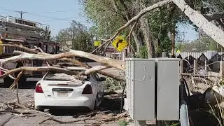 Lawsuit: Tree crushes Bernalillo woman's car when she goes to check her mail