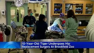 Brookfield Zoo Tiger Undergoes Groundbreaking Surgery