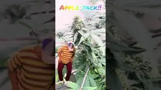 #budgrower #dwc #hydroponics #marijuanagrowers #strains #bud #jellygummybear #greenthumb #applejack