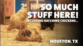 Exploring the Houston Livestock Show & Goodbye Texas