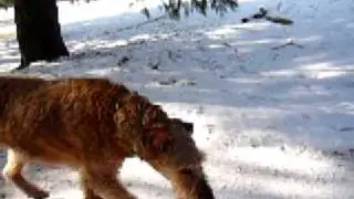 HE HAS A WAY WITH ANIMALS! - Jeffrey Loy : www.FriendToAnimals.com