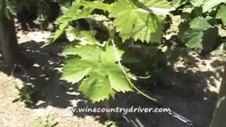 Muscat Blanc Grape Varietal