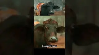 kitse song | kitse song meaning | kitse song haryanvi | kitse nyn #nyn #kitse