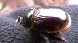 Scarab and Stag Beetles